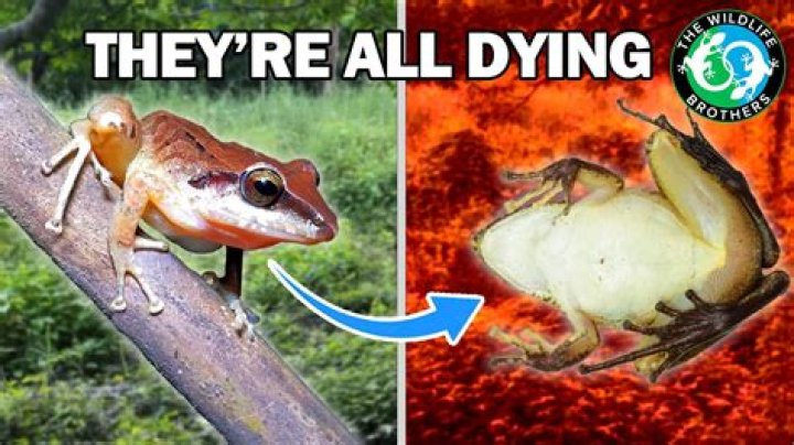 What would happen if amphibians went extinct