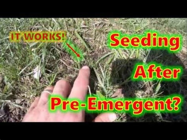When can I seed after pre emergent