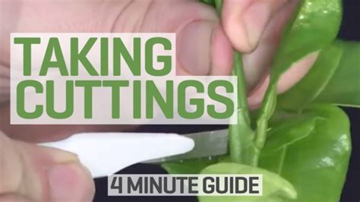 When can I take cuttings from clones
