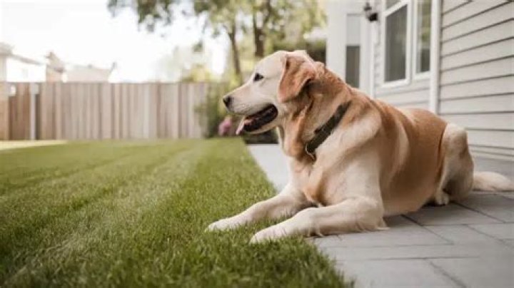 When Can pets go on lawn after fertilizing