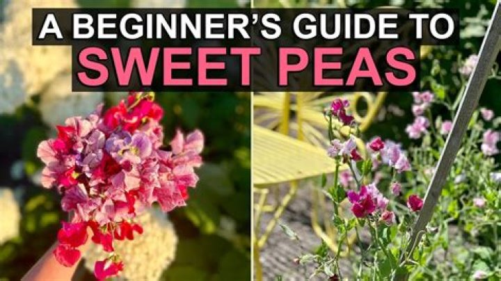 When can sweet peas be planted outside