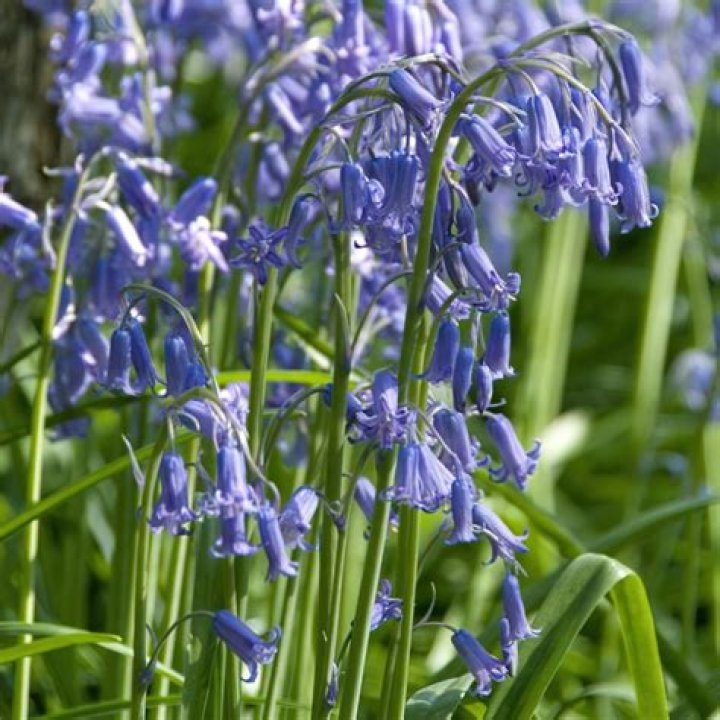 When can you buy bluebell bulbs
