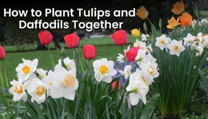 When should I plant tulips and daffodils