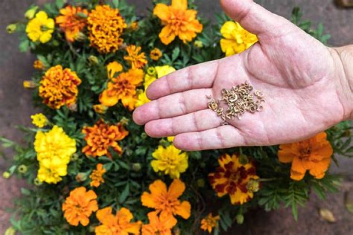 When should I sow wallflower seeds