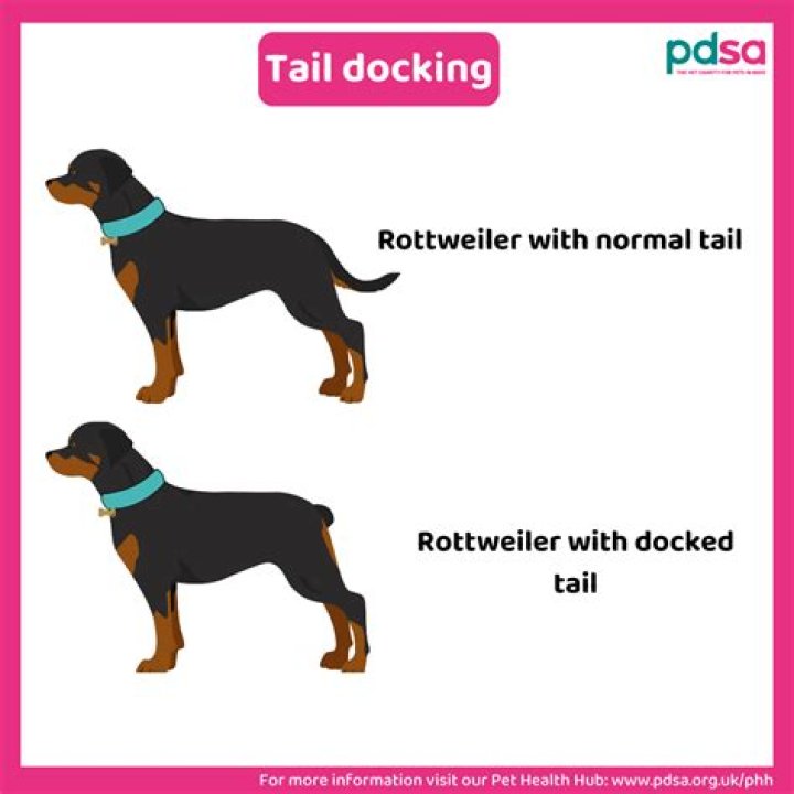When should you get puppies tails docked