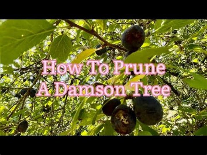 When should you prune damson trees