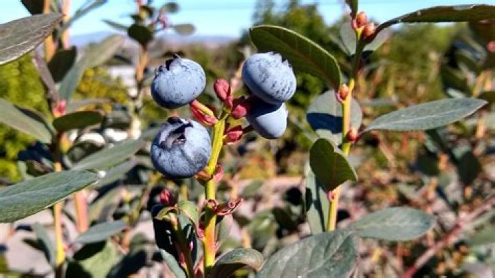 Where are blueberries grown in California