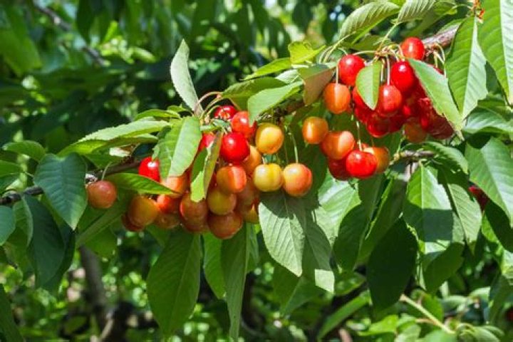 Where are cherries grown in Washington state