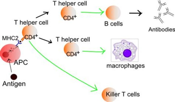 Where are T cells made in adults