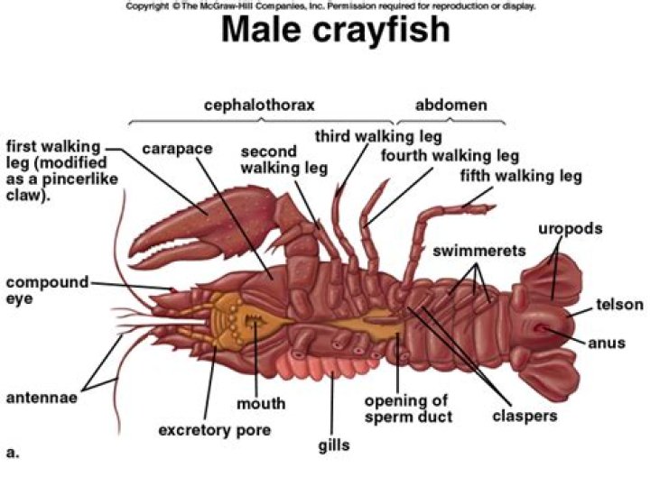 Where are the gills on a crayfish