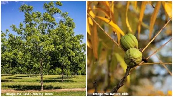 Where are the most pecan trees