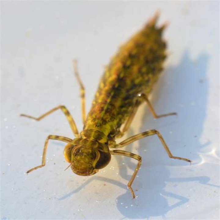 Where can I find dragonfly nymphs