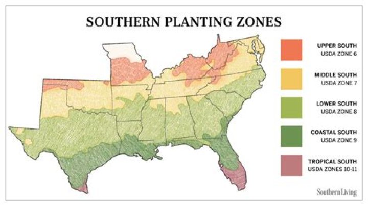 Where can I go to plant trees