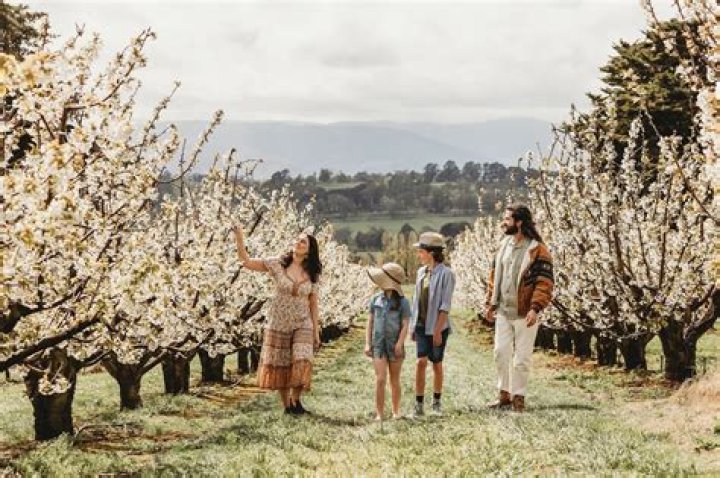 Where can I see cherry blossoms in Australia