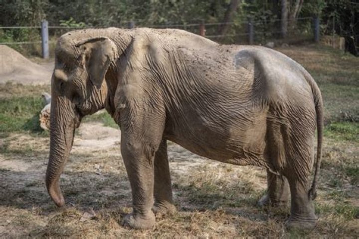 Where can you ride an elephant in California