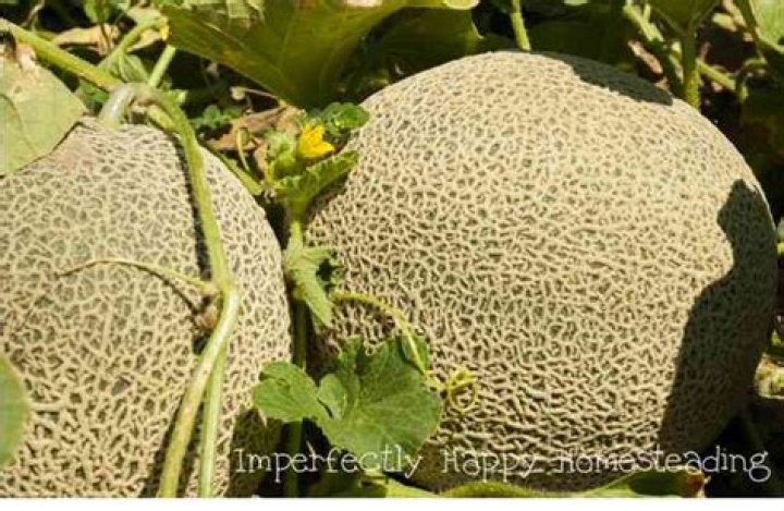 Where do cantaloupes grow in the world