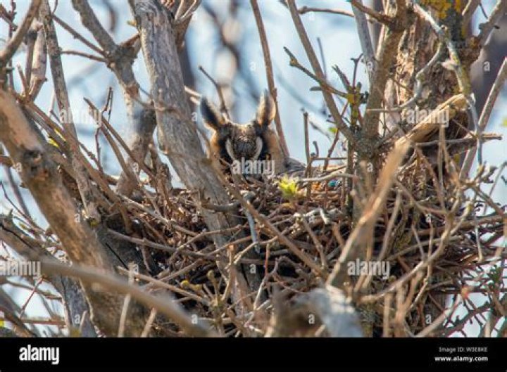 Where do long eared owls nest