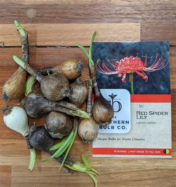 Where do spider lily bulbs grow