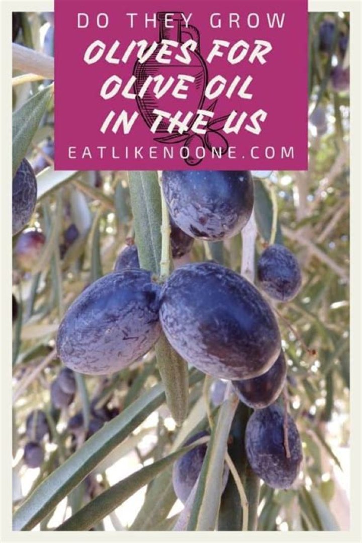 Where do they grow olives in the United States