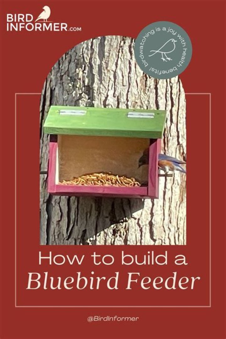 Where do you put a bluebird feeder