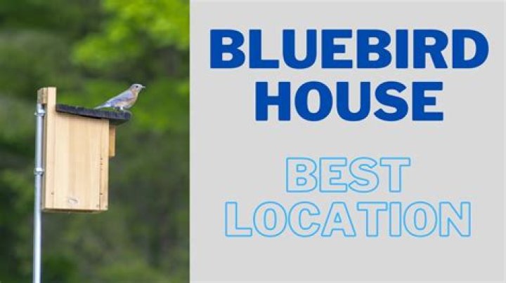 Where do you put bluebird houses