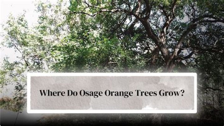 Where does the Osage orange tree grow