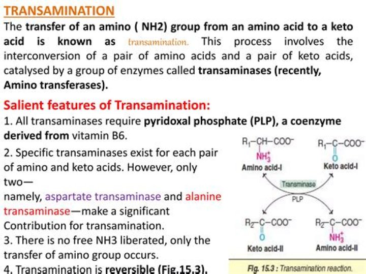Where does transamination of amino acids occur