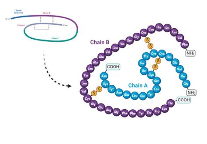 Where is C peptide cleaved