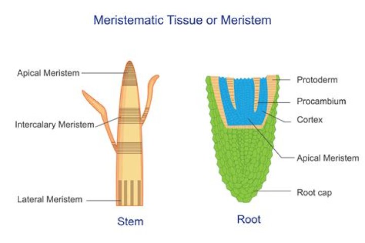 Where is meristem tissue found in plants