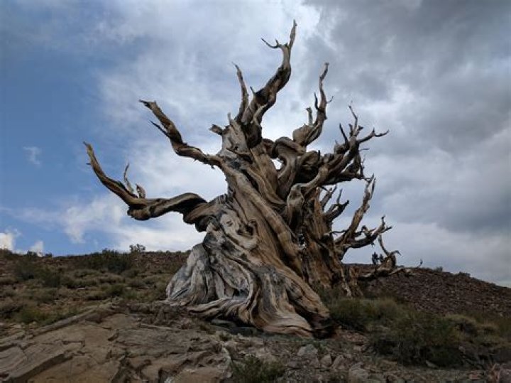 Where is the oldest living tree located