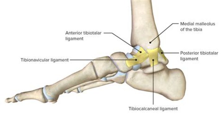 Where is the Tibiotalar joint located