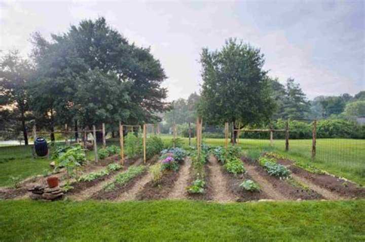 Where should I plant vegetables in my garden
