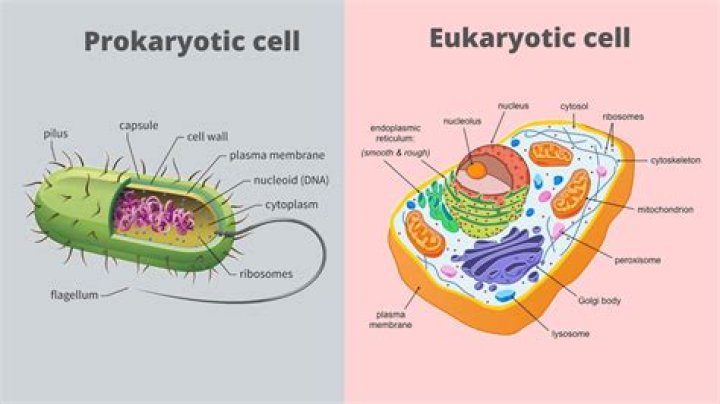 Which cells are most complex