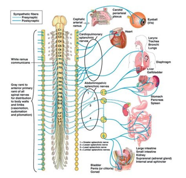 Which hormone release is controlled directly by the sympathetic nervous system