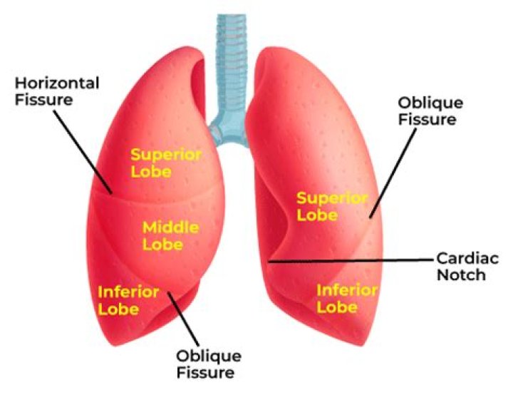 Which lung has 2 lobes and why