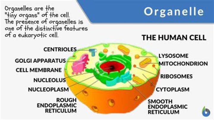 Which of the following organelles is not surrounded by a membrane