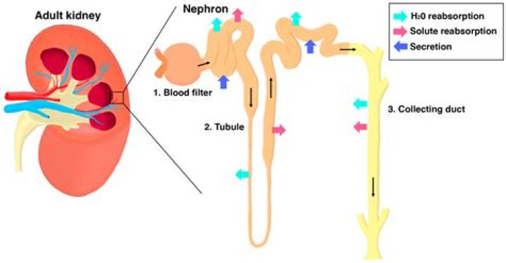 Which section of the kidney is urine formed