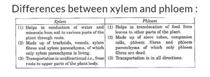 Which statement best describes the difference between xylem and phloem