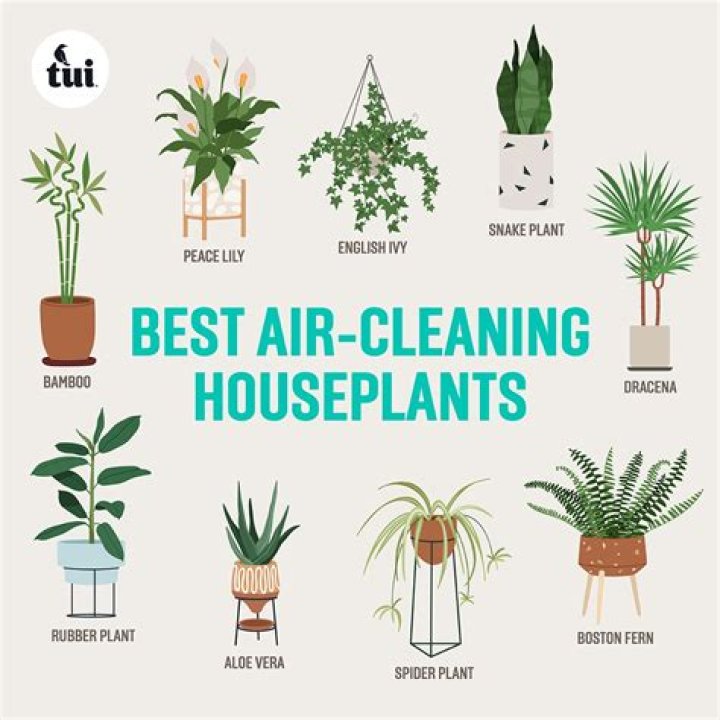 Which trees are best for cleaning the air