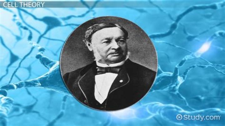 Who discovered the Schwann cell