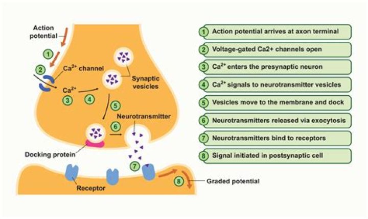 Who discovered the synaptic cleft