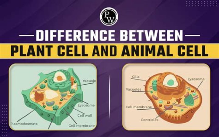 Who discovered there was a difference between plant and animal cells