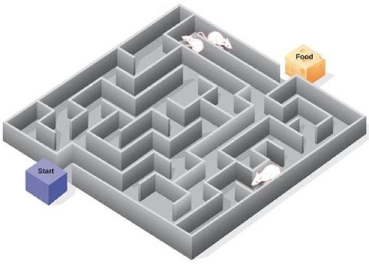 Who divided maze running rats into three