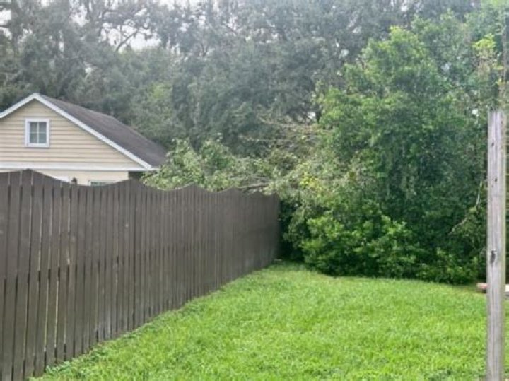 Who is responsible for tree damage in Florida