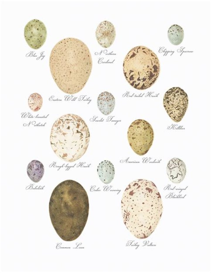 Why are bird eggs different colors