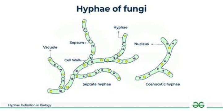Why are hyphae important for multicellular fungi