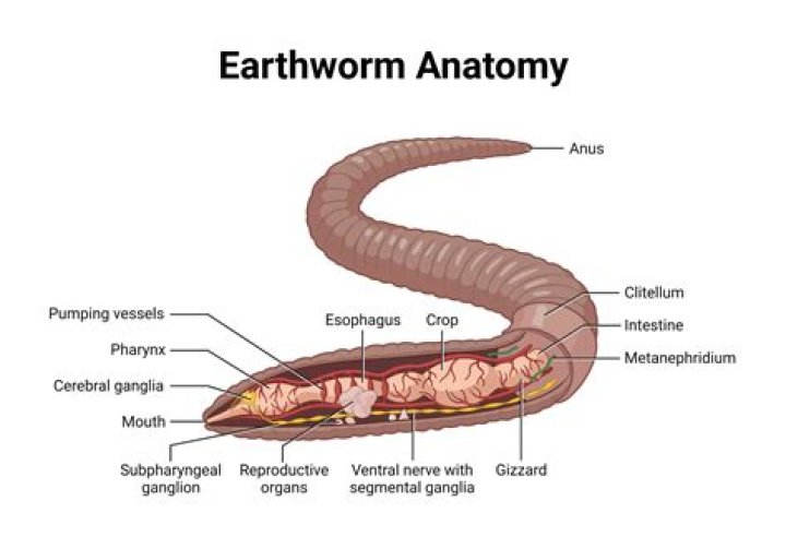 Why are most of the nerves on the ventral side of the worm