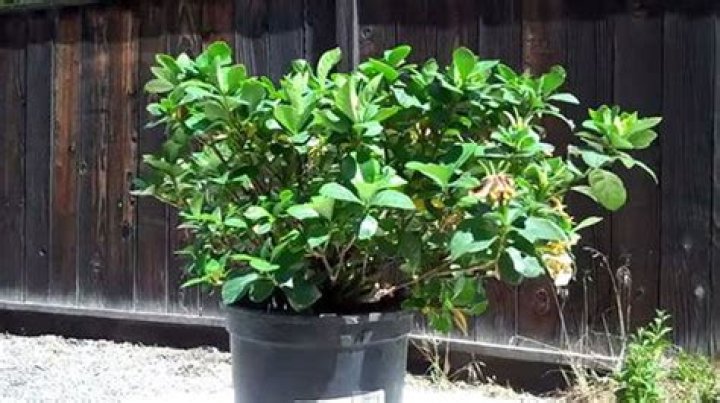 Why are my gardenia buds turning brown and falling off