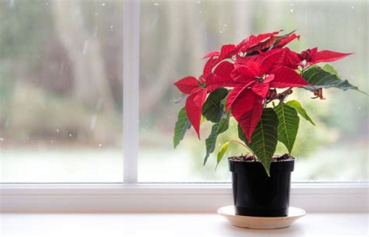 Why are poinsettias used at Christmas time