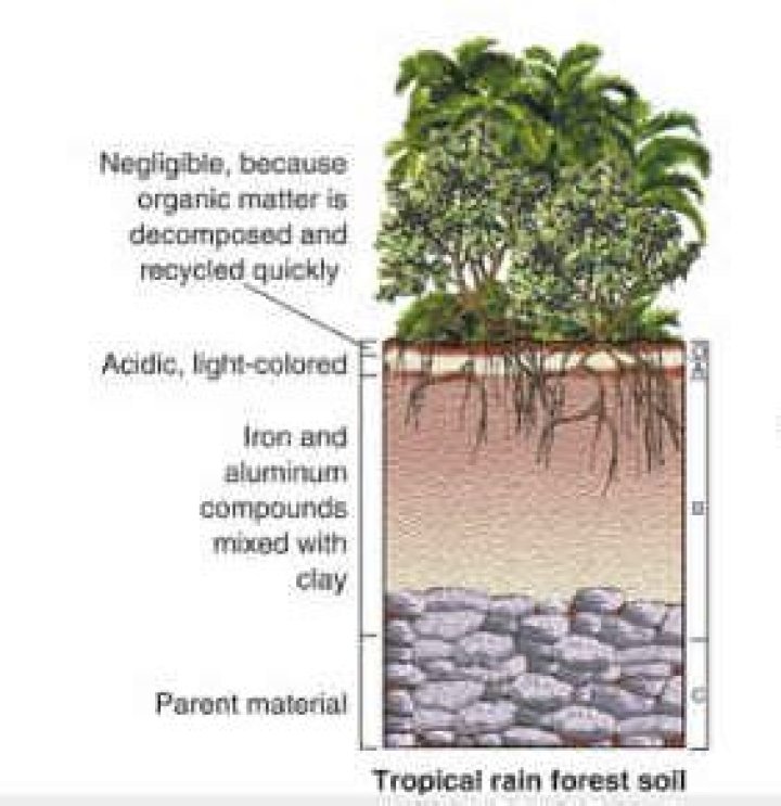 Why are soils in the rainforest so infertile